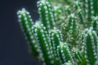 Minyatür Acanthocereus tetragonus kaktüsünün yakın çekimi