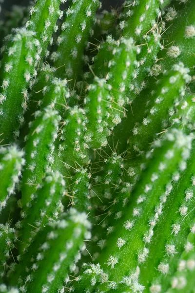 ใกล อตของขนาดเล Acanthocereus Tetragonus Cactus — ภาพถ่ายสต็อก