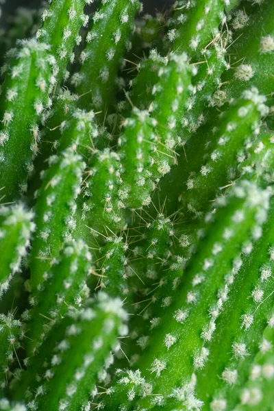 Close Shot Miniature Acanthocereus Tetragonus Cactus — Stock Photo, Image