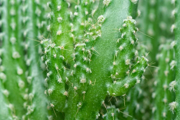 ใกล อตของขนาดเล Acanthocereus Tetragonus Cactus — ภาพถ่ายสต็อก