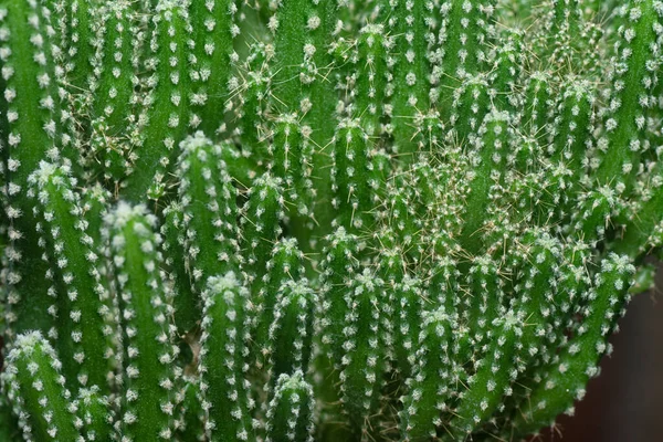 Disparo Cercano Del Cactus Miniatura Acanthocereus Tetragonus —  Fotos de Stock