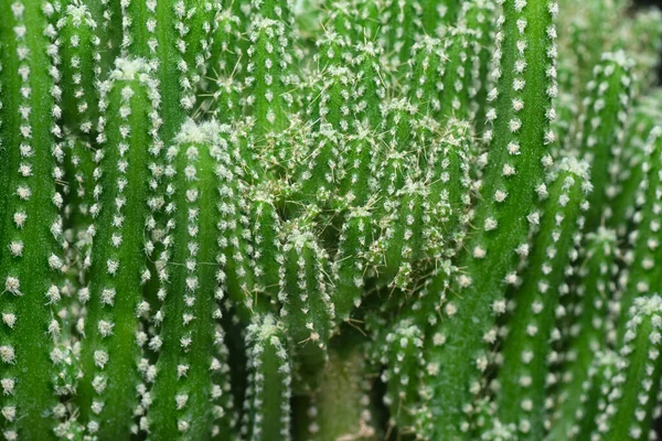 Miniatűr Acanthocereus Tetragonus Cactus Közeli Felvétele — Stock Fotó