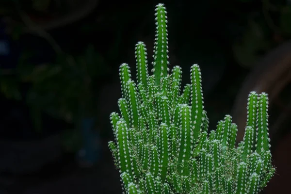 Close Shot Miniature Acanthocereus Tetragonus Cactus — Stock Photo, Image