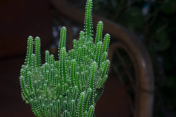 Minyatür Acanthocereus Tetragonus Kaktüsünün Yakın Çekimi — Stok fotoğraf