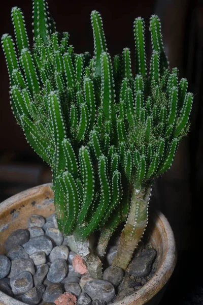 Närbild Miniatyr Acanthocereus Tetragonus Kaktus — Stockfoto