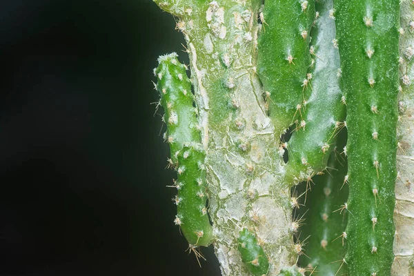 Bliskie Ujęcie Miniaturowego Kaktusa Acanthocereus Tetragonus — Zdjęcie stockowe