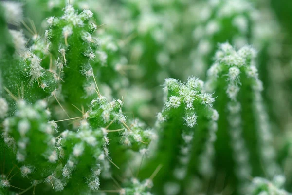 ใกล อตของขนาดเล Acanthocereus Tetragonus Cactus — ภาพถ่ายสต็อก