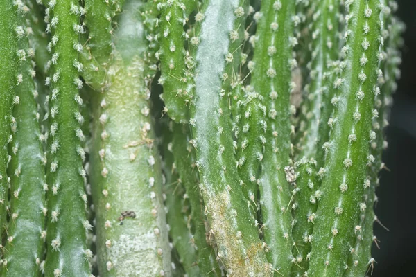Minyatür Acanthocereus tetragonus kaktüsünün yakın çekimi