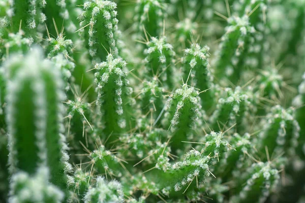 Close Shot Miniature Acanthocereus Tetragonus Cactus — Stock Photo, Image