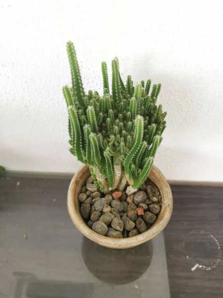 Närbild Miniatyr Acanthocereus Tetragonus Kaktus — Stockfoto