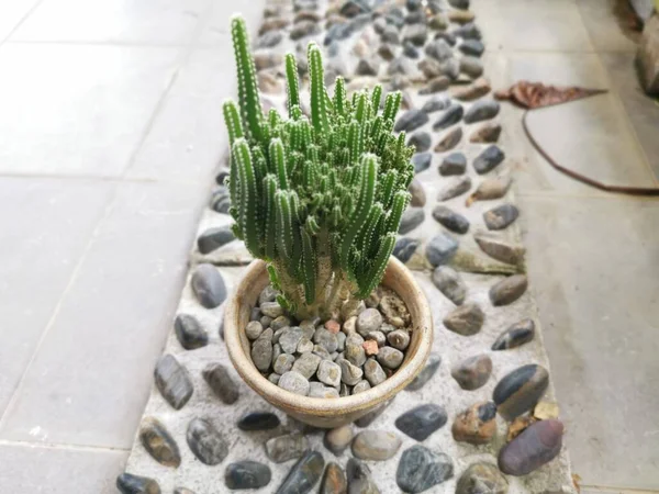 Minyatür Acanthocereus tetragonus kaktüsünün yakın çekimi
