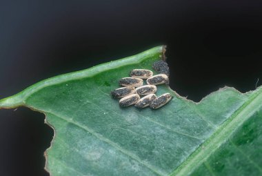 Bilinmeyen türlerin yakın çekim kahverengi bahçe böcek yumurtaları.