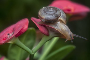 Bahçe yuvarlak disk salyangoz öforbi milis çiçeği üzerinde sürünüyor