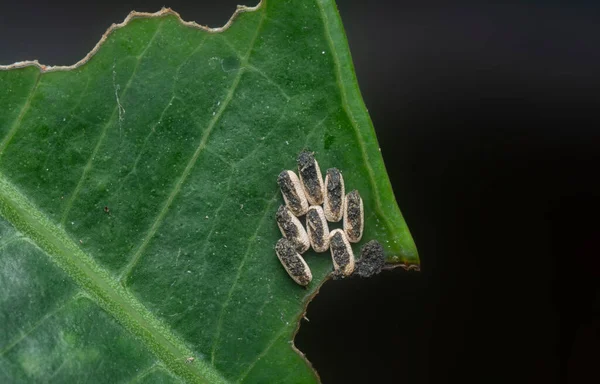 Plan Rapproché Espèce Inconnue Œufs Insectes Jardin Brun — Photo