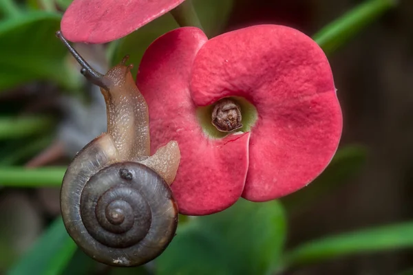 庭の丸い円盤状のカタツムリがエポリア ミリイの花を這い — ストック写真