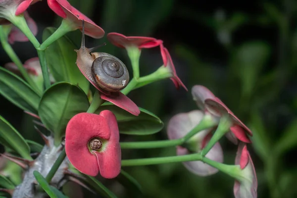 Gartenrotscheibenschnecke Kriecht Auf Der Euphorbia Milii Blume — Stockfoto