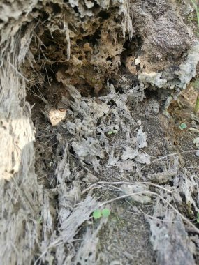 Tarlada çürüyen ya da çürüyen ağaç gövdesi