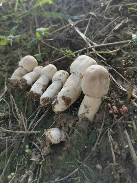 White Wild Common Button Mushroom — Stock Photo, Image