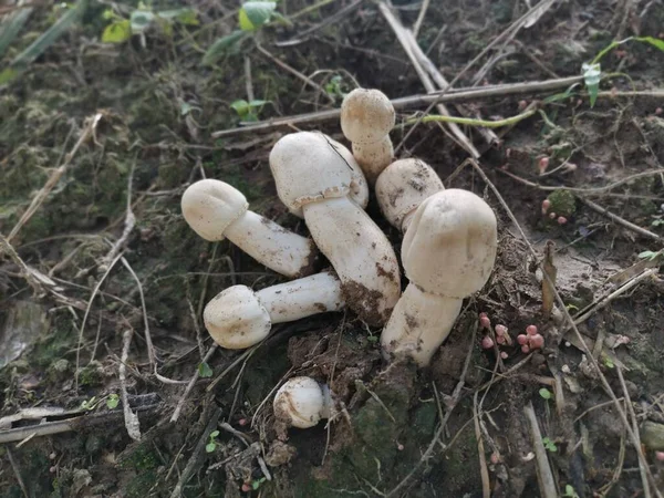 White Wild Common Button Mushroom — Stock Photo, Image