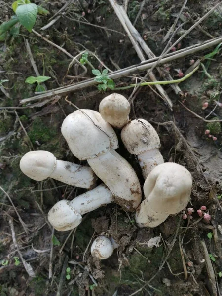 Weißer Wilder Gemeiner Champignon — Stockfoto