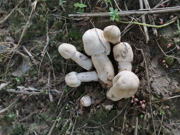 Weißer Wilder Gemeiner Champignon — Stockfoto