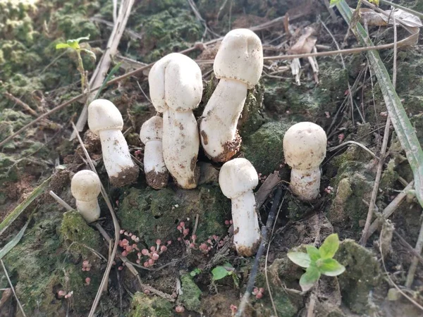 Witte Wilde Gemeenschappelijke Knoop Paddestoel — Stockfoto