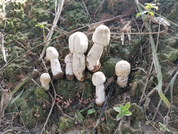 Weißer Wilder Gemeiner Champignon — Stockfoto