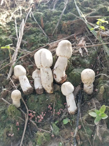 White Wild Common Button Mushroom — Stock Photo, Image