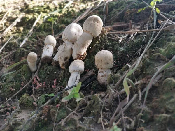 白色野生普通按键蘑菇 — 图库照片