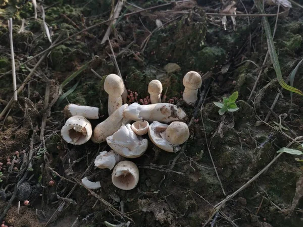 Weißer Wilder Gemeiner Champignon — Stockfoto