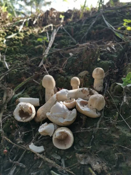 White Wild Common Button Mushroom — Stockfoto