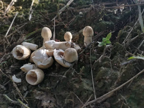 Weißer Wilder Gemeiner Champignon — Stockfoto