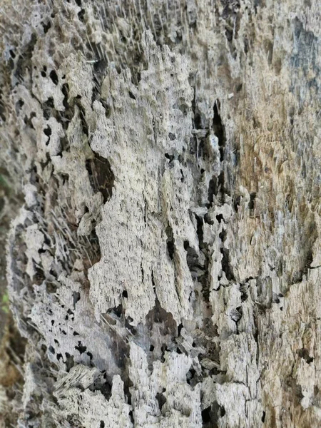 Tarlada Çürüyen Çürüyen Ağaç Gövdesi — Stok fotoğraf