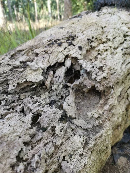 Tronco Albero Marcescente Decomposizione Sul Campo — Foto Stock