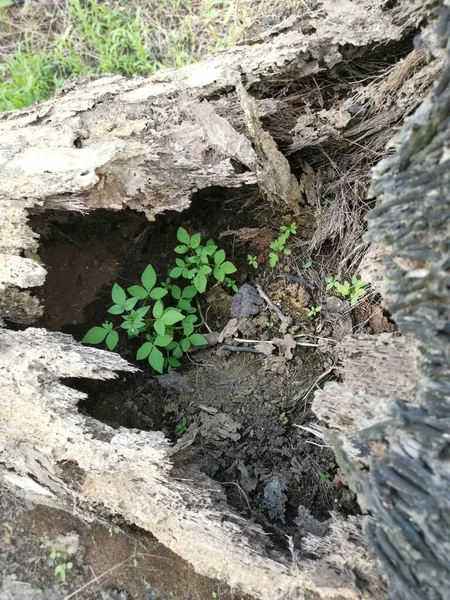 Hnijící Nebo Rozpadající Kmen Stromu Poli — Stock fotografie