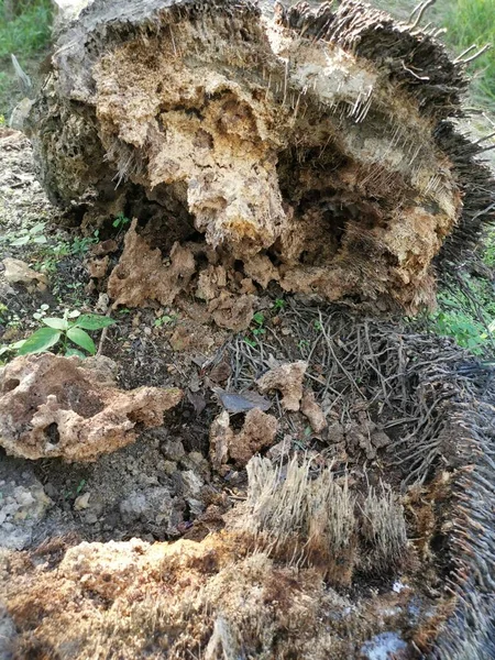 Tarlada Çürüyen Çürüyen Ağaç Gövdesi — Stok fotoğraf