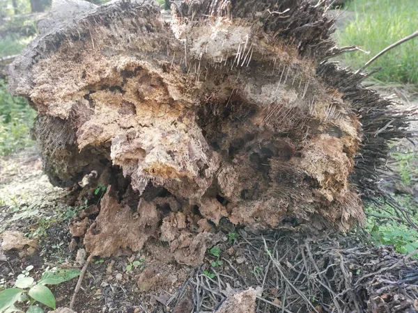 Гниющее Гниющее Дерево Ствол Поле — стоковое фото