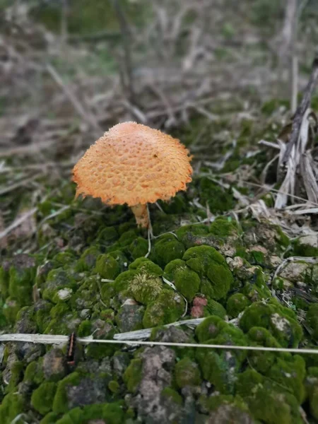 Wilder Giftiger Orangefarbener Sonnenschirmpilz — Stockfoto