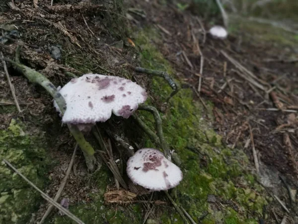 Wild Poisonous White Colored Parasol Mushroom — Stockfoto