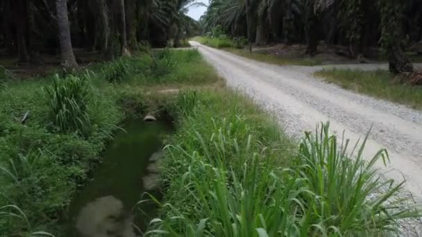 プランテーションによる道路沿いの農村排水システムは — ストック動画