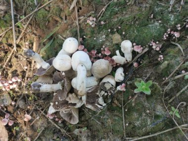 Vahşi, beyaz renkli şemsiye mantarı.