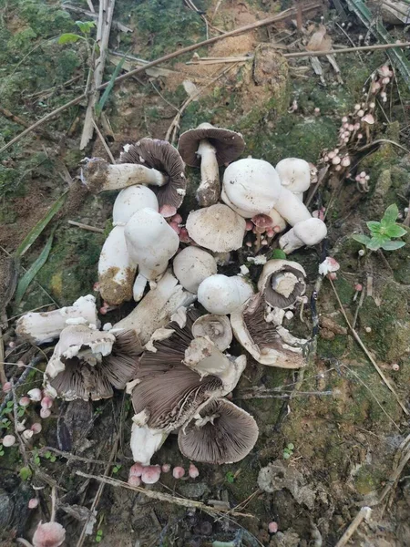 Seta Parasol Venenosa Salvaje Color Blanco — Foto de Stock