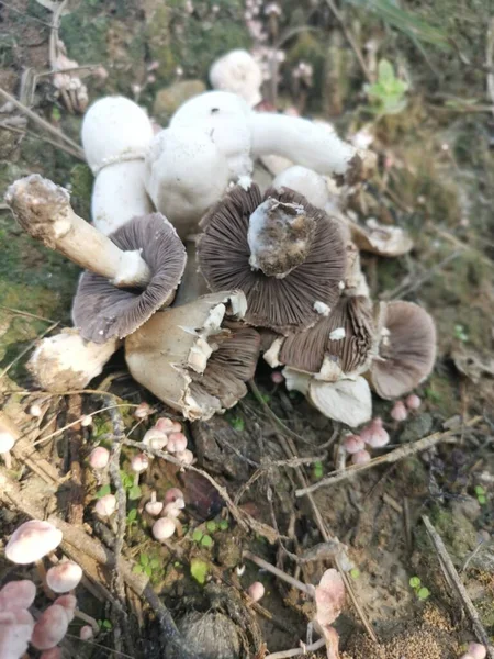 Champignon Parasol Sauvage Toxique Couleur Blanche — Photo