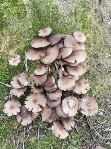 Champignon Parasol Sauvage Toxique Couleur Blanche — Photo