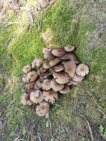 Seta Parasol Venenosa Salvaje Color Blanco — Foto de Stock