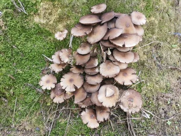 Wild Poisonous White Colored Parasol Mushroom — Stock Photo, Image