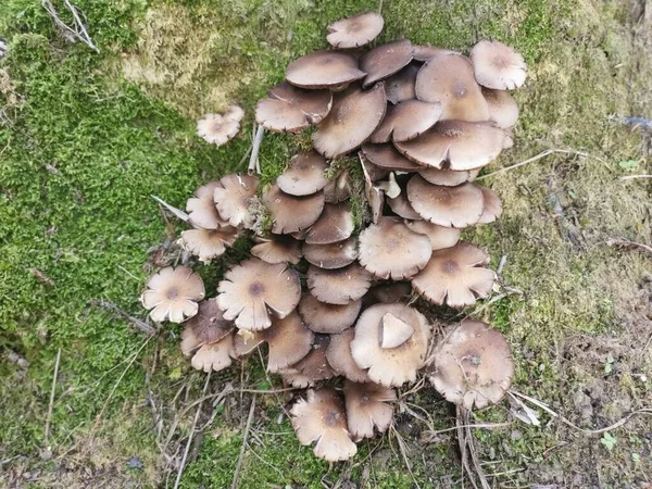 Seta Parasol Venenosa Salvaje Color Blanco — Foto de Stock