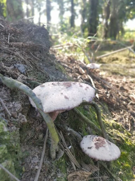 Wild Poisonous White Colored Parasol Mushroom — Stockfoto
