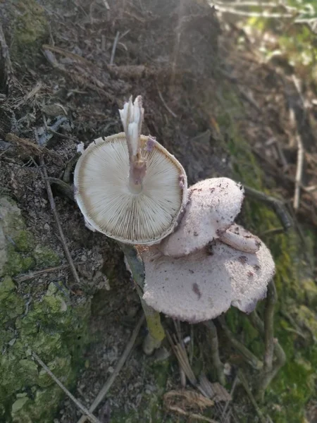 野生剧毒的白色寄生虫蘑菇 — 图库照片