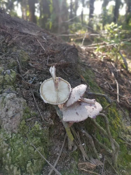 Wild Poisonous White Colored Parasol Mushroom — Stock Photo, Image